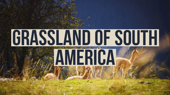 Grassland of south America