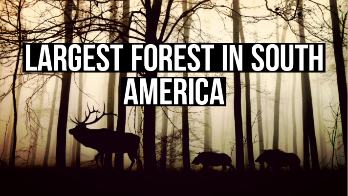 Largest forest in south America