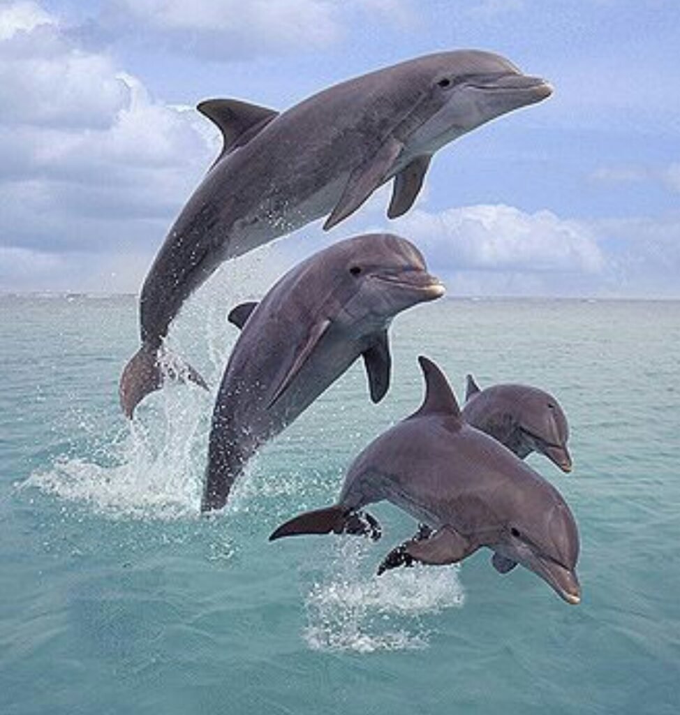 facts About dolphins that nobody knows