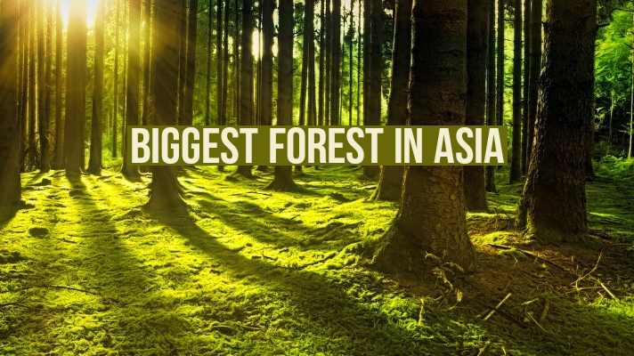 biggest forest in Asia