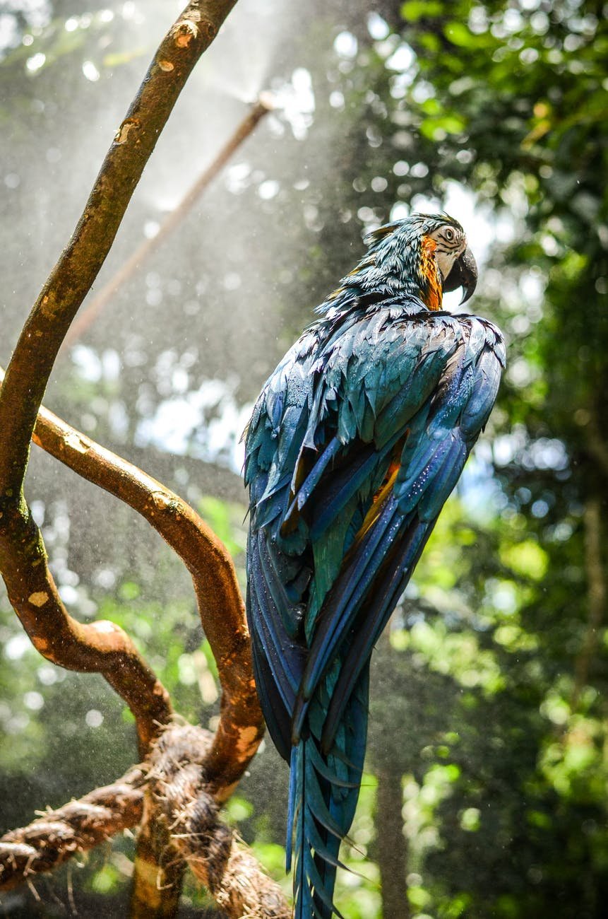 blue macaw perched on tree twig