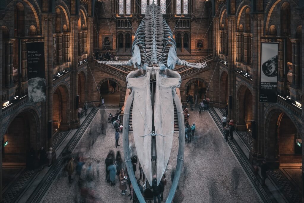 The natural history museum, Best museums in London
