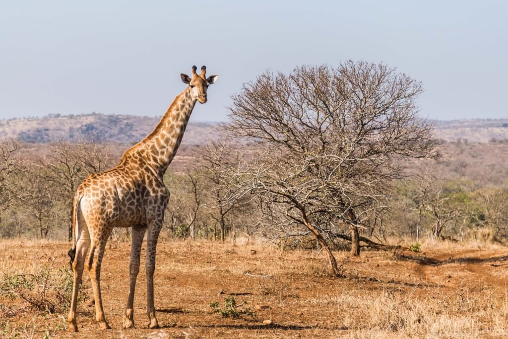 giraffe facts