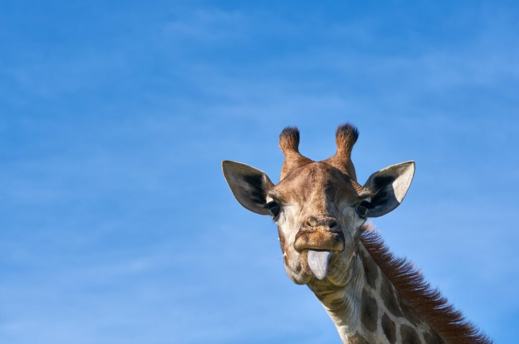 giraffe facts,The giraffe’s tongue is very long and it is easy to lick its nose, ears and face with it. 