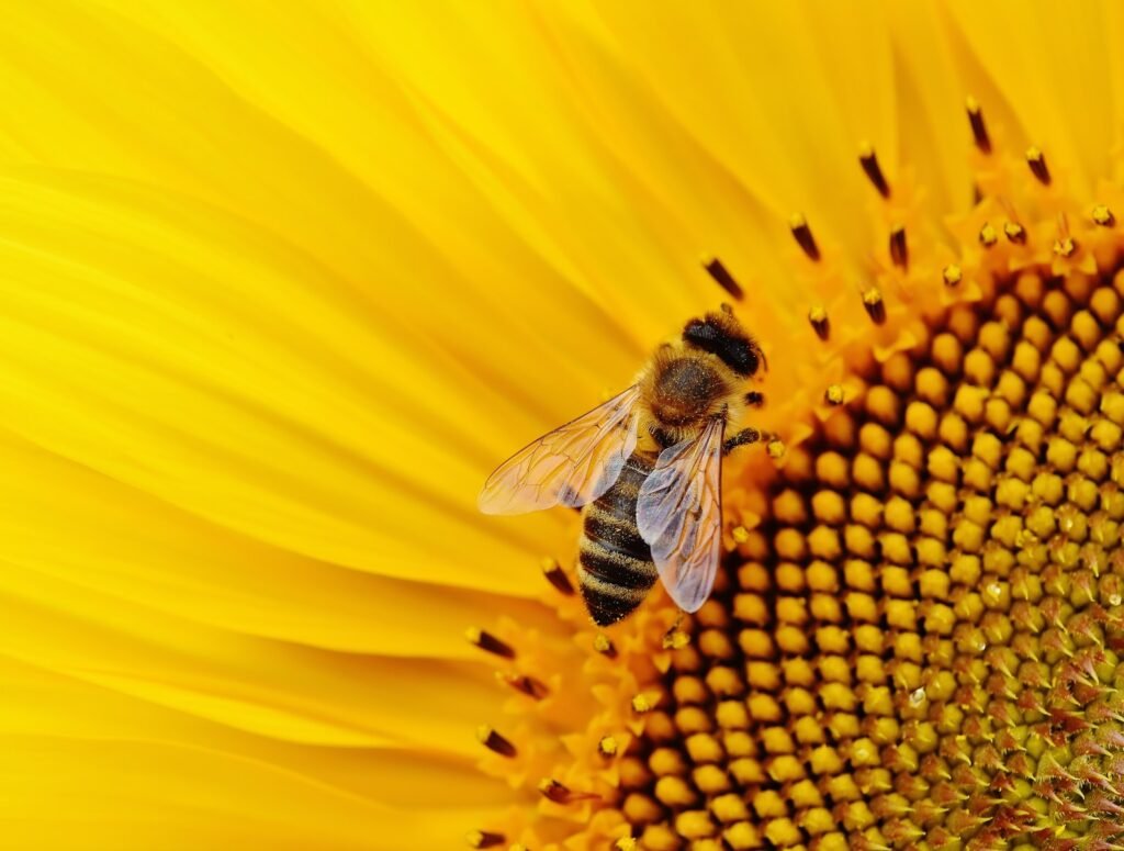 Facts about Honey Bee