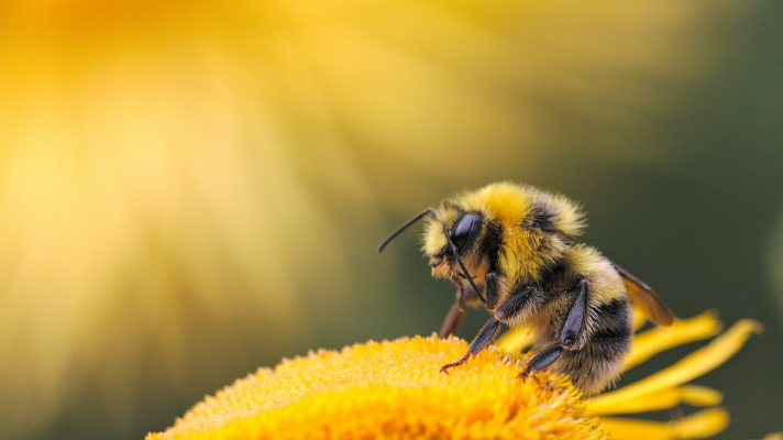 Honey bee facts