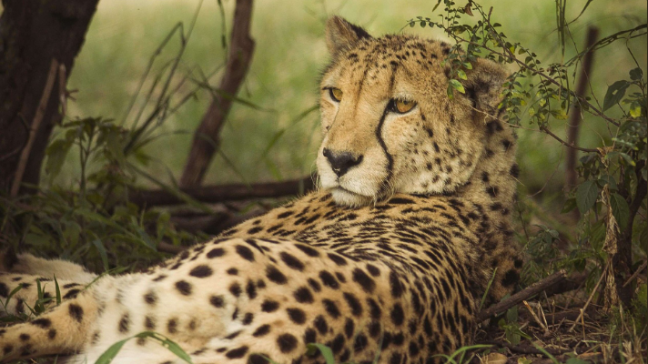 Cool Facts About Cheetah | Knowledgesight