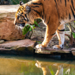 Zoological Parks of India