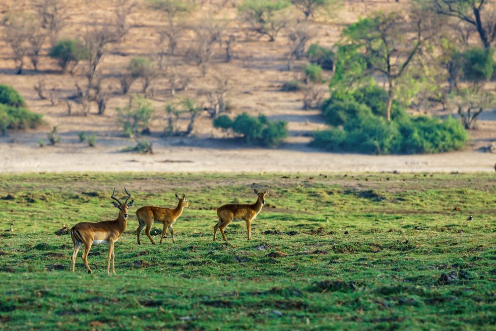 Gir National Park in Gujarat